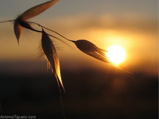Ponencia Olimpiadas Filosóficas uruguayas 2015. Prof.Gisella Gonnet