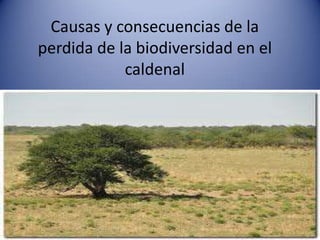 Causas y consecuencias de la
perdida de la biodiversidad en el
            caldenal
 