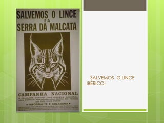 SALVEMOS O LINCE
IBÉRICO!
 