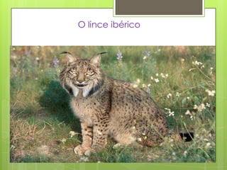 O lince ibérico
 