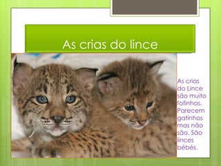 As crias do lince

                    As crias
                    do Lince
                    são muito
                    fofinhas.
                    Parecem
                    gatinhos
                    mas não
                    são. São
                    linces
                    bébés.
 