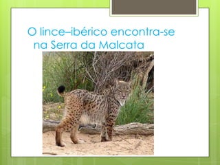 O lince–ibérico encontra-se
 na Serra da Malcata
 
