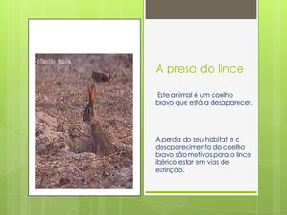 A presa do lince

Este animal é um coelho
bravo que está a desaparecer.




A perda do seu habitat e o
desaparecimento do coelho
bravo são motivos para o lince
ibérico estar em vias de
extinção.
 