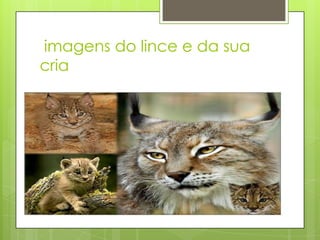 imagens do lince e da sua
cria
 