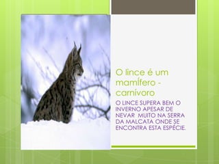 O lince é um
mamÍfero -
carnívoro
O LINCE SUPERA BEM O
INVERNO APESAR DE
NEVAR MUITO NA SERRA
DA MALCATA ONDE SE
ENCONTRA ESTA ESPÉCIE.
 