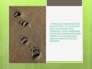 A PEGADA É ARREDONDADA(
SEMELHANTE À DO LOBO)MAS
COM ALMOFADAS MAIS
PEQUENAS, PATAS ANTERIORES
VOLTADAS LIGEIRAMENTE PARA
DENTRO E AS GARRAS NÃO
DEIXAM MARCAS,POIS SÃO
RETRÁTEIS
 