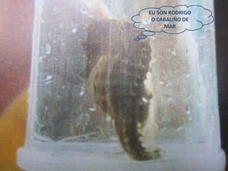 EU SON RODRIGO
O CABALIÑO DE
MAR

 