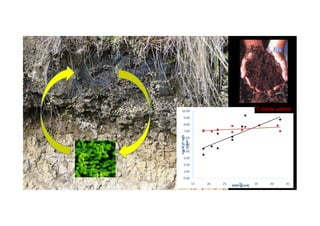 10,00 C-labile added
0,00
1,00
2,00
3,00
4,00
5,00
6,00
7,00
8,00
9,00
10,00
15 20 25 30 35 40 45Log10nºcells
/gsoil SOM (g/m3)
 