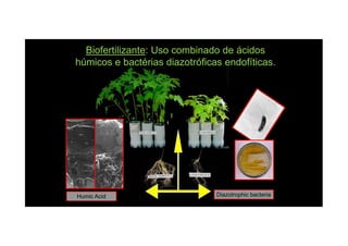 BiofertilizanteBiofertilizante: Uso combinado de ácidos: Uso combinado de ácidos
húmicos e bactérias diazotróficas endofíticas.húmicos e bactérias diazotróficas endofíticas.
Humic Acid Diazotrophic bacteria
 