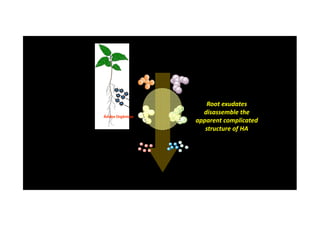 Root exudatesRoot exudates
disassemble thedisassemble the
Ácidos OrgânicosÁcidos Orgânicos
disassemble thedisassemble the
apparent complicatedapparent complicated
structure of HAstructure of HA
 