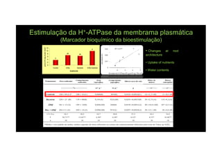 Estimulação da HEstimulação da H++--ATPaseATPase da membrama plasmáticada membrama plasmática
(Marcador bioquímico da bioestimulação)(Marcador bioquímico da bioestimulação)
b
ab ab
a
0
2
4
6
8
10
12
Control AHfp Bacteria AHfp+bacteria
treatments
molofPi(mgofptn)-1
(min)-1
•• ChangesChanges atat rootroot
architecturearchitecture
•• UptakeUptake ofof nutrientsnutrients
•• WaterWater contentscontents
*Média ± erro padrão da média; médias seguidas de letras diferentes na coluna são estatisticamente diferentes pelo teste de Tukey (p<0,05).
10101010101010n
16,46**8,73*8,53*6,50*4,50*15,62**39,71**F
34,234,227,230,834,730,218,3CV (%)
44 ±4,6 (B)28 ±15,1 (B)0,0297 ±0,0024(A)957(A)0,096(AB)269 ± 14 (A)264 ±11 (A)Bac.+AHtf
107 ±4,3 (A)40 ±18,8 (AB)0,0336 ±0,0021(A)568(B)0,084(AB)189 ± 12(B)261 ± 12 (A)ÁHtf
118 ±6,1(A)58 ±2,73 (A)0,0245 ±0,0027(B)823(AB)0,101(A)179 ± 09(B)220 ± 23 (B)Bactéria
15 ±8,5 (B)16 ±2,17 (B)0,0182 ±0,0016(C)607(B)0,060(B)100 ± 10 (C)100 ± 09 (C)*Controle
-----no-----------no-----gm.g-1m2.g-1--------------%--------------
Raízes
emergidas
Sítios de
mitose
Massa seca da raiz
Comprinento
específico
Área
específica
Comprimento
radicular
Área radicularTratamento
*Média ± erro padrão da média; médias seguidas de letras diferentes na coluna são estatisticamente diferentes pelo teste de Tukey (p<0,05).
10101010101010n
16,46**8,73*8,53*6,50*4,50*15,62**39,71**F
34,234,227,230,834,730,218,3CV (%)
44 ±4,6 (B)28 ±15,1 (B)0,0297 ±0,0024(A)957(A)0,096(AB)269 ± 14 (A)264 ±11 (A)Bac.+AHtf
107 ±4,3 (A)40 ±18,8 (AB)0,0336 ±0,0021(A)568(B)0,084(AB)189 ± 12(B)261 ± 12 (A)ÁHtf
118 ±6,1(A)58 ±2,73 (A)0,0245 ±0,0027(B)823(AB)0,101(A)179 ± 09(B)220 ± 23 (B)Bactéria
15 ±8,5 (B)16 ±2,17 (B)0,0182 ±0,0016(C)607(B)0,060(B)100 ± 10 (C)100 ± 09 (C)*Controle
-----no-----------no-----gm.g-1m2.g-1--------------%--------------
Raízes
emergidas
Sítios de
mitose
Massa seca da raiz
Comprinento
específico
Área
específica
Comprimento
radicular
Área radicularTratamento
*Média ± erro padrão da média; médias seguidas de letras diferentes na coluna são estatisticamente diferentes pelo teste de Tukey (p<0,05).
10101010101010n
16,46**8,73*8,53*6,50*4,50*15,62**39,71**F
34,234,227,230,834,730,218,3CV (%)
44 ±4,6 (B)28 ±15,1 (B)0,0297 ±0,0024(A)957(A)0,096(AB)269 ± 14 (A)264 ±11 (A)Bac.+AHtf
107 ±4,3 (A)40 ±18,8 (AB)0,0336 ±0,0021(A)568(B)0,084(AB)189 ± 12(B)261 ± 12 (A)ÁHtf
118 ±6,1(A)58 ±2,73 (A)0,0245 ±0,0027(B)823(AB)0,101(A)179 ± 09(B)220 ± 23 (B)Bactéria
15 ±8,5 (B)16 ±2,17 (B)0,0182 ±0,0016(C)607(B)0,060(B)100 ± 10 (C)100 ± 09 (C)*Controle
-----no-----------no-----gm.g-1m2.g-1--------------%--------------
Raízes
emergidas
Sítios de
mitose
Massa seca da raiz
Comprinento
específico
Área
específica
Comprimento
radicular
Área radicularTratamento
*Média ± erro padrão da média; médias seguidas de letras diferentes na coluna são estatisticamente diferentes pelo teste de Tukey (p<0,05).
10101010101010n
16,46**8,73*8,53*6,50*4,50*15,62**39,71**F
34,234,227,230,834,730,218,3CV (%)
44 ±4,6 (B)28 ±15,1 (B)0,0297 ±0,0024(A)957(A)0,096(AB)269 ± 14 (A)264 ±11 (A)Bac.+AHtf
107 ±4,3 (A)40 ±18,8 (AB)0,0336 ±0,0021(A)568(B)0,084(AB)189 ± 12(B)261 ± 12 (A)ÁHtf
118 ±6,1(A)58 ±2,73 (A)0,0245 ±0,0027(B)823(AB)0,101(A)179 ± 09(B)220 ± 23 (B)Bactéria
15 ±8,5 (B)16 ±2,17 (B)0,0182 ±0,0016(C)607(B)0,060(B)100 ± 10 (C)100 ± 09 (C)*Controle
-----no-----------no-----gm.g-1m2.g-1--------------%--------------
Raízes
emergidas
Sítios de
mitose
Massa seca da raiz
Comprinento
específico
Área
específica
Comprimento
radicular
Área radicularTratamento
 