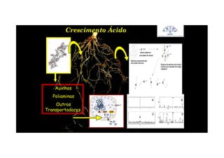 Crescimento ÁcidoCrescimento Ácido
Auxinas
Poliaminas
Outros
Transportadores
 