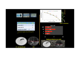 Ácidos Húmicos Sim Não
Fonte de C
Fonte de N
0
1
2
3
4
5
6
7
8
9
10
0 1 7 14 21 28
Dias após a inoculação
Logcélulas.gsolo-1
0 4 40 400
0
1
2
3
4
5
6
7
8
9
10
0 1 7 14 21 28
Dias após a inoculação
Logcélulas.gsolo-1
0 4 40 400
Após 4 semanas
H. seropedicaeH. seropedicae AHAH
Inibição da FBN*
* Contents higher than 400 mg AH.
l-1
SobrevivênciaSobrevivência no solono solo
 