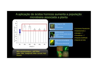 A aplicação de ácidos húmicos aumenta a população
microbiana associada a planta
Zea mays (n = 16)
• 84%
•População nativa
Outras culturas
•Tomate, maracuja, mamão, cana-de-
• Incremento Populacional;
• Estabelecimento >
• Atividade > ?
AHv vermicompost; AHf filterAHv vermicompost; AHf filter
cake, HAi: inceptsol; HAo: oxisol; Hal:cake, HAi: inceptsol; HAo: oxisol; Hal:
litosol.litosol.
•Tomate, maracuja, mamão, cana-de-
açúcar
• Abacaxi (exceção)
Evidencias microscópicas
•SEM
•Epifluorescence linked with Gfp
• Persistência > ?
• Resposta amplificada
• Depende da fonte
 