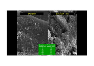 BACTERIABACTERIA BACTERIA + HABACTERIA + HA
C applied in
solution (mg)
% C removed
solution (root)
4 100
40 100
120 88
200 71
400 69
 