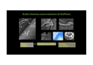 Ácidos Húmicos como indutores de biofilmes
Células
Isoladas
Agregados microbianos Biofilmes
microbianos
 