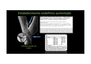 Estabelecimento endofítico aumentadoEstabelecimento endofítico aumentado
Infecção atravês deInfecção atravês de
raízesraízes
 