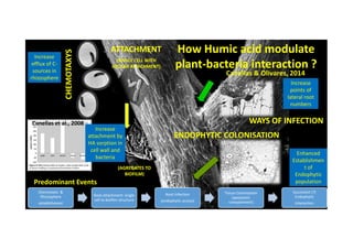 WAYS OF INFECTIONWAYS OF INFECTION
How Humic acid modulateHow Humic acid modulate
pplantlant--bacteria interaction ?bacteria interaction ?CHEMOTAXYSCHEMOTAXYS
ATTACHMENTATTACHMENT
(SINGLE CELL WITH(SINGLE CELL WITH
APOLAR ATTACHMENT)APOLAR ATTACHMENT)
Canellas et al., 2008
Canellas & Olivares, 2014
Increase
efflux of C-
sources in
rhizosphere
Increase
points of
lateral root
numbers
WAYS OF INFECTIONWAYS OF INFECTION
ENDOPHYTIC COLONISATIONENDOPHYTIC COLONISATION
((AGREGATES TOAGREGATES TO
BIOFILM)BIOFILM)
Canellas et al., 2008
Enhanced
Establishmen
t of
Endophytic
population
Increase
attachment by
HA sorption in
cell wall and
bacteria
Chemotaxis &
Rhizosphere
establishment
Root attachment: single
cell to biofilm structure
Root Infection
(endophytic access)
Tissue Colonisation
(apoplastic
compartment)
Successful (?)
Endophytic
Interaction
Predominant Events
 