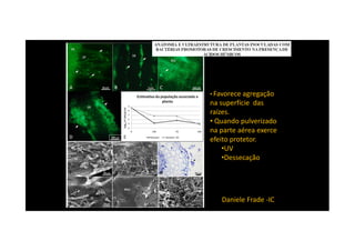 • Favorece agregação
na superfície das
raízes.
• Quando pulverizado
na parte aérea exerce
Daniele Frade -IC
na parte aérea exerce
efeito protetor.
•UV
•Dessecação
 
