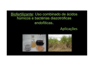 BiofertilizanteBiofertilizante: Uso combinado de ácidos: Uso combinado de ácidos
húmicos e bactérias diazotróficashúmicos e bactérias diazotróficas
endofíticasendofíticas..
Aplicações
 