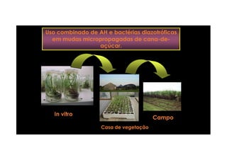 Uso combinado de AH e bactérias diazotróficas
em mudas micropropagadas de cana-de-
açúcar.
Casa de vegetaçãoCasa de vegetação
InIn vitrovitro
CampoCampo
 