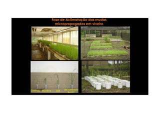 Fase de Aclimatação das mudasFase de Aclimatação das mudas
micropropagadasmicropropagadas em viveiroem viveiro
Controle Bactéria AH
Uso combinado
BacAH
 