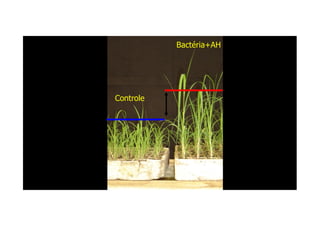 Controle
Bactéria+AH
 