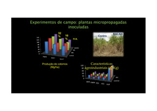 Experimentos de campo: plantas micropropagadasExperimentos de campo: plantas micropropagadas
inoculadasinoculadas
Contro
l
BACAH32
% 10
% n.s.
control
AH
0
20
40
60
80
100
BRIX FIBRA POL PCC PUR
Características
agroindustriais (g/Kg)
Produção de colomos
(Mg/ha)
 