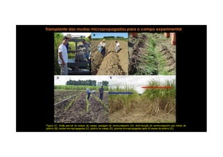 A B C
Transplante das mudas micropropagadas para o campo experimental
A
D
B C
E
D E
D E
Figura 12. Visão parcial do ensaio de campo: pesagem do vermicomposto (A), distribuição do vermicomposto nas linhas de
plantio (B), mudas micropropagadas (C), plantio no campo (D), plantas micropropagadas após 10 meses do plantio (E).
 