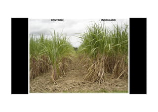 CONTROLE INOCULADO
 