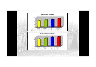 Produção de Sacarose (kg/m2)
C
B
AB A
0
50
100
150
200
Produção de Sacarose (kg/m2)
Série1 145 167 186 194
Controle Bacteria AH BACAH
 
