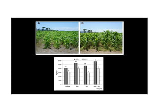 B
A
AB
AB
b
a
b
a
0
1000
2000
3000
4000
5000
6000
Controle Bac AH Bac + AH
Tukey 5%
Kgha-1
Com N Sem N
 