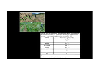 Efeito da época de aplicação foliar dos tratamentos: i) ácidos húmicos extraídos
de vermicomposto (20 mg C L-1); ii) bactérias diazotróficas; iii) ácidos húmicos +de vermicomposto (20 mg C L ); ii) bactérias diazotróficas; iii) ácidos húmicos +
bactérias e iv) controle, sobre a produtividade do milho DKB 789.
ÉPOCAº Produtividade agrícola média
Mg ha-1
8 folhas 3474 A
4 + 8 folhas 3447 A
4 folhas 2941 B
CV (%) 19,87
F 10,28*
N 16
DMS 328
médias seguidas por letras diferentes nas colunas são estatisticamente diferentes pelo teste Tukey (P<0,01);
ºaplicação foliar realizada com equipamento costal pressurizado.
1composição do inoculo bacteriano: Herbaspirilum seropedicae estirpe HIII 206
 