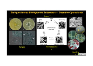 Enriquecimento Biológico de SubstratosEnriquecimento Biológico de Substratos –– Desenho OperacionalDesenho Operacional
Quem ?
Fungos Actinobactéria
s
Bactéria
s
 