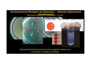 Enriquecimento Biológico de SubstratosEnriquecimento Biológico de Substratos –– Desenho OperacionalDesenho Operacional
(continuação)(continuação)Passos para seleção de combinações – in vitro
Características Promoção do Crescimento Vegetal: isolados e em
combinação: sinergias de atividade
 
