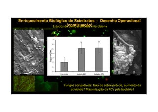 Enriquecimento Biológico de SubstratosEnriquecimento Biológico de Substratos –– Desenho OperacionalDesenho Operacional
(continuação)(continuação)Estudos de compatibilidade microbiana
4
5
6
7
Log10UFC/mL
b b
Fungos compatíveis: Taxa de sobrevivência, aumento da
atividade? Maximização da PCV pela bactéria?
0
1
2
3
Controle Isolado 467 Isolado 476
Log10UFC/mL
 