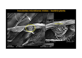 Inoculantes microbianos mistosInoculantes microbianos mistos –– bactériabactéria--plantaplanta
HIFA FÚNGICA
 