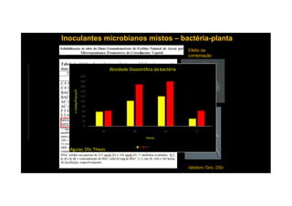 4
5
6
7
8
9
log10cell/gfolha
Sobrevivencia de H.seropedicae em folhas de
milho
Inoculantes microbianos mistosInoculantes microbianos mistos –– bactériabactéria--plantaplanta
100
120
140
160
180
200nmoles/frasco/h
Atividade Diazotrófica da bactéria
1 7 14 21 28 56
Bac 8,2 5,4 4,2 3,4 2,2 0
Bac+Fungo 8,2 6,8 5,8 5 3,2 2,5
0
1
2
3
4
log10cell/gfolha
0
20
40
60
80
100
24 48 60 72
nmoles/frasco/h
Horas
B B+F
Aguiar, DSc Thesis
 