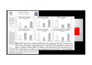 100 100
116
206
Conteudo de N e P (%) em
vermicomposto maturado
VC VC+BAC
100 100
N P
 