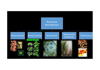 Processos
Microbianos
Biofertilizante Bioestimulante Biocontrole
Bioproteção
BiofármacosBiofertilizante Bioestimulante Biocontrole
Bioproteção
(abióticos)
Biofármacos
 