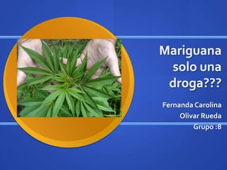 Mariguana solo una droga??? Fernanda Carolina  Olivar Rueda Grupo :8  