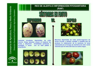 RED DE ALERTA E INFORMACIÓN FITOSANITARIA

Consejería de Agricultura, Pesca y Medio Ambiente
                                                                                                                                                      (RAIF)

                                                    Dirección General de la Producción Agrícola y Ganadera




                                                                                                             Lesiones circulares, deprimidas, de color      Manchas deprimidas de color pardo-negruzco de
                                                                                                             marrón. Estas lesiones crecen al madurar los   forma circular y tamaño variable. a medida que se
                                                                                                             frutos y adquieren   tonalidades grisáceas o   produce la maduración de la aceituna, la zona
                                                                                                             azuladas, a veces     con un halo pálido o     colonizada por el hongo se mantiene de color verde
                                                                                                             amarillento.                                   mientras que el resto del fruto se vuelve negro.
 