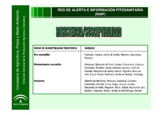 Consejería de Agricultura, Pesca y Medio Ambiente
   Dirección General de la Producción Agrícola y Ganadera
                                                                           (RAIF)
                                                        RED DE ALERTA E INFORMACIÓN FITOSANITARIA
 