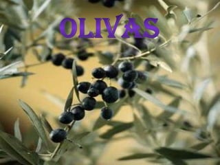 Olivas