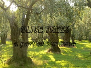 OLIVE TREES a part of our lives 