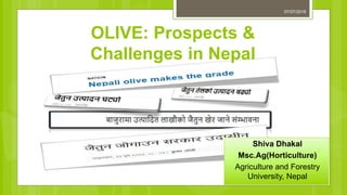 OLIVE: Prospects &
Challenges in Nepal
Shiva Dhakal
Msc.Ag(Horticulture)
Agriculture and Forestry
University, Nepal
07/07/2018
 