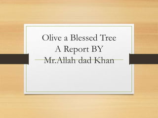 Olive a blessed tree A Presentation by Mr Allah Dad Khan Former DG Agri ...