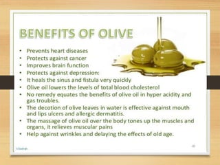 Olive a blessed tree A Presentation by Mr Allah Dad Khan Former DG Agri ...