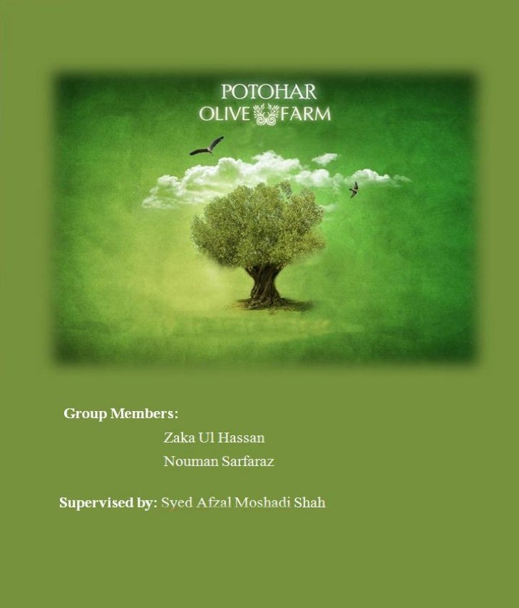 Olive oil processing plant cost image