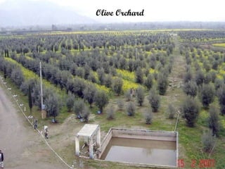 Olive Orchard  